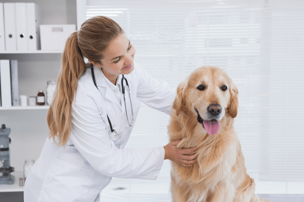 Zlatý retrívr na kontrole u veterináře